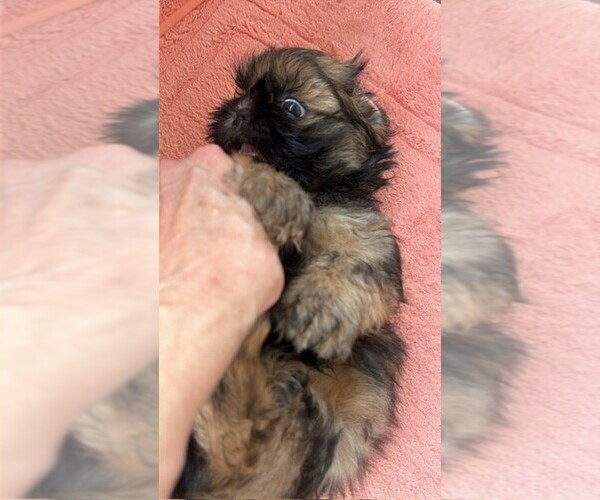 Medium Photo #3 Shih Tzu Puppy For Sale in S ZANESVILLE, OH, USA