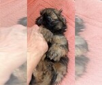 Small #2 Shih Tzu