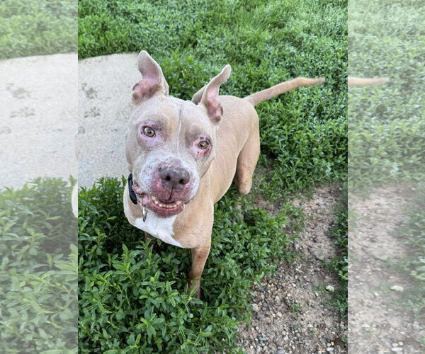 Medium Photo #9 American Pit Bull Terrier-Unknown Mix Puppy For Sale in Germantown, OH, USA