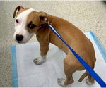 Small #2 American Staffordshire Terrier Mix