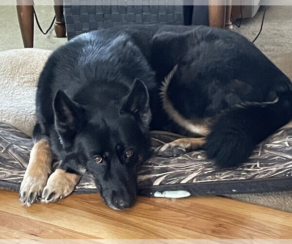 Medium Photo #1 German Shepherd Dog Puppy For Sale in New Hill, NC, USA