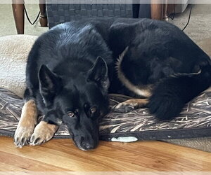 German Shepherd Dog Dogs for adoption in New Hill, NC, USA