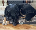 Raina - Female German Shepherd Dog Dog for Adoption - Small photo
