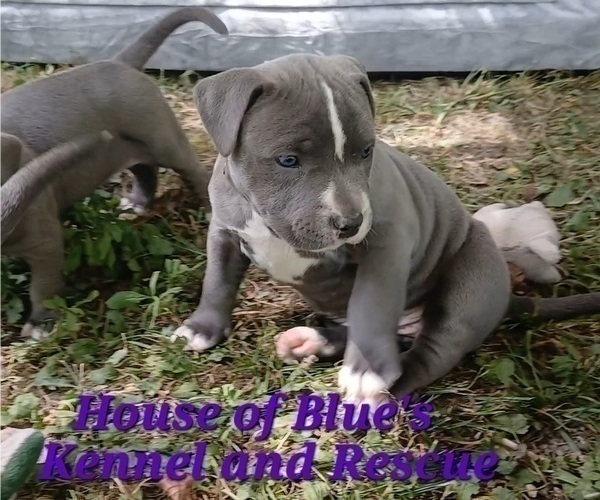 Medium Photo #12 American Pit Bull Terrier Puppy For Sale in DELAWARE, OH, USA