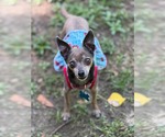 Small #2 Chihuahua