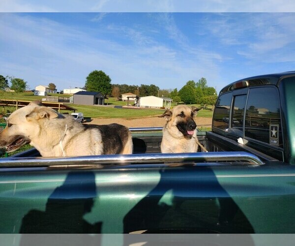 Medium Photo #1 German Shepherd Dog Puppy For Sale in BRISTOL, TN, USA