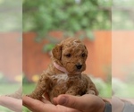 Small Photo #5 Goldendoodle (Miniature) Puppy For Sale in SPRING, TX, USA