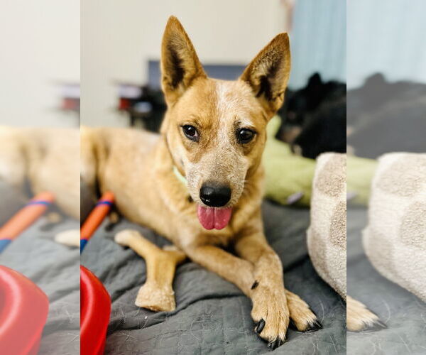 Medium Photo #6 Mutt Puppy For Sale in Garden City, NY, USA