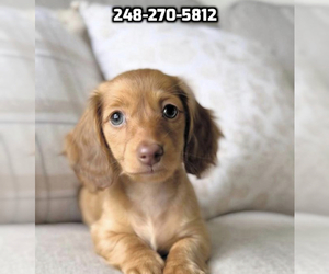 Dachshund Puppy for sale in INDIANAPOLIS, IN, USA
