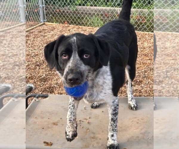 Medium Photo #2 German Shorthaired Pointer-Unknown Mix Puppy For Sale in Canton, CT, USA