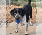 Small #1 German Shorthaired Pointer Mix