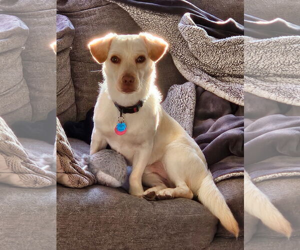 Medium Photo #3 Dachsador Puppy For Sale in Bellevue, WA, USA