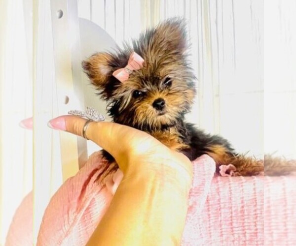Medium Photo #1 Yorkshire Terrier Puppy For Sale in NAPLES, FL, USA