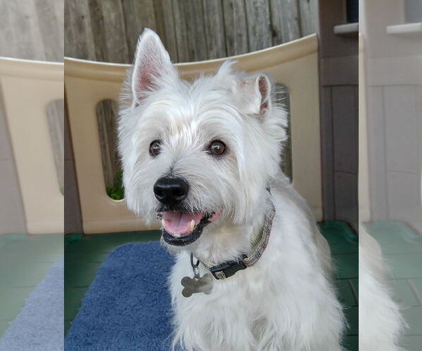 Medium Photo #3  Puppy For Sale in , 