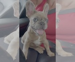 Small #1 French Bulldog