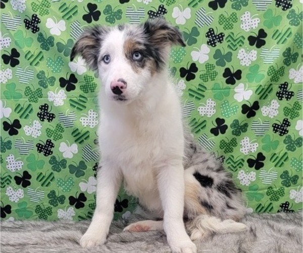 Medium Photo #1 Border Collie Puppy For Sale in BLAKESBURG, IA, USA