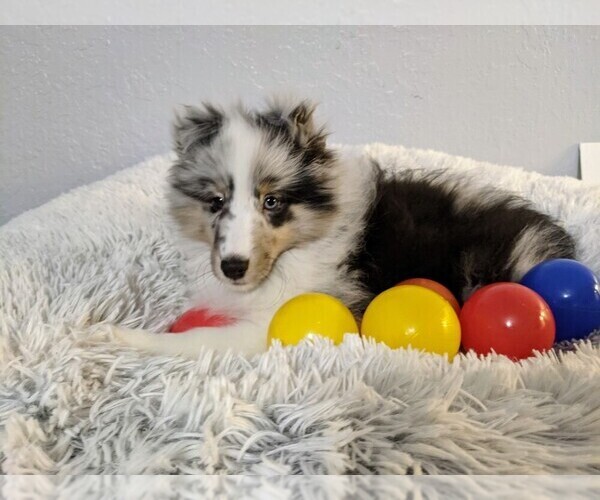 Medium Photo #5 Shetland Sheepdog Puppy For Sale in BRKN ARW, OK, USA