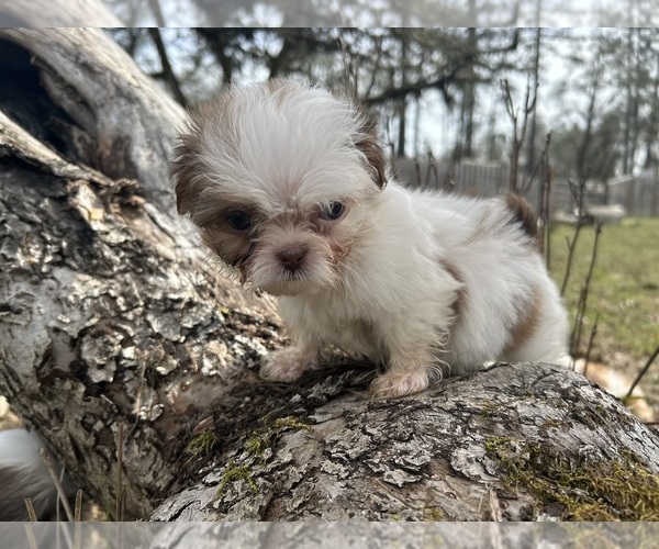 Medium Photo #14 Shih Tzu Puppy For Sale in VENETA, OR, USA