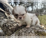 Small Photo #14 Shih Tzu Puppy For Sale in VENETA, OR, USA