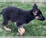 Small Photo #13 German Shepherd Dog Puppy For Sale in JURUPA VALLEY, CA, USA