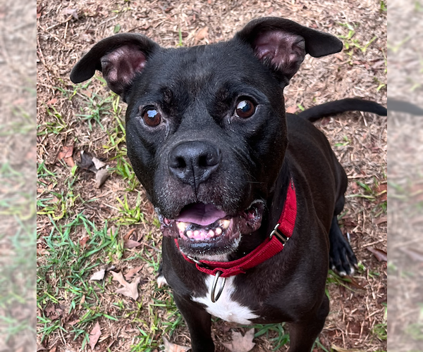 Medium Photo #4 Bulloxer Puppy For Sale in Decatur, GA, USA