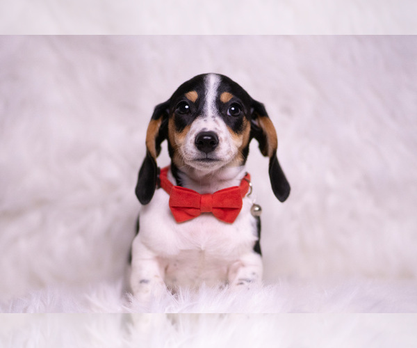 Medium Photo #69 Dachshund Puppy For Sale in WARSAW, IN, USA