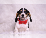 Puppy Galaxy Orion Dachshund