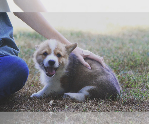 Medium Photo #3 Pembroke Welsh Corgi Puppy For Sale in FAIR GROVE, MO, USA