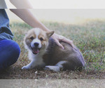 Small #2 Pembroke Welsh Corgi