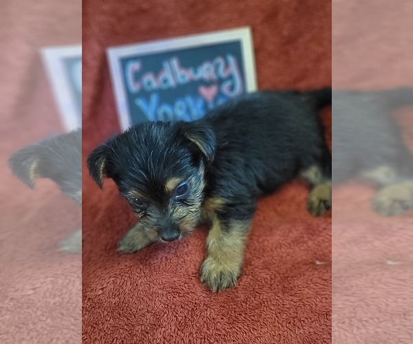 Medium Photo #66 Yorkshire Terrier Puppy For Sale in AKRON, OH, USA