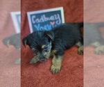 Small #4 Yorkshire Terrier
