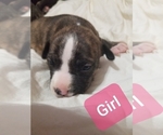Small Photo #6 American Staffordshire Terrier Puppy For Sale in COLUMBUS, OH, USA