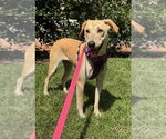 Small #2 Carolina Dog-Labrador Retriever Mix