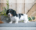Puppy Jimbo Dachshund