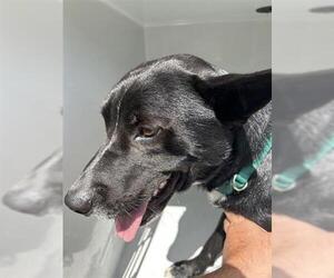 German Shepherd Dog-Unknown Mix Dogs for adoption in Houston, TX, USA