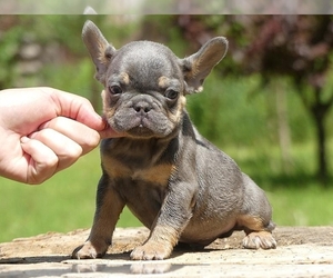 French Bulldog Puppy for sale in BOSTON, MA, USA