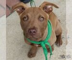 Small #11 Labrador Retriever Mix