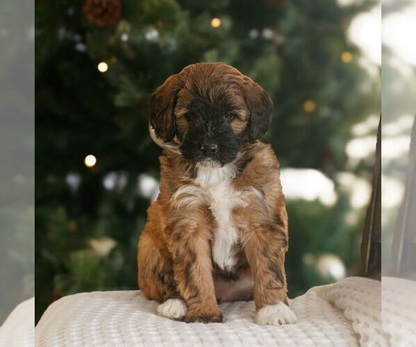 Medium Photo #4 Bernedoodle (Miniature) Puppy For Sale in NEW HOLLAND, PA, USA