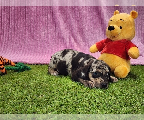 Medium Photo #7 Catahoula Leopard Dog Puppy For Sale in CUMBY, TX, USA