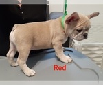 Small Photo #8 French Bulldog Puppy For Sale in BATTLE CREEK, MI, USA