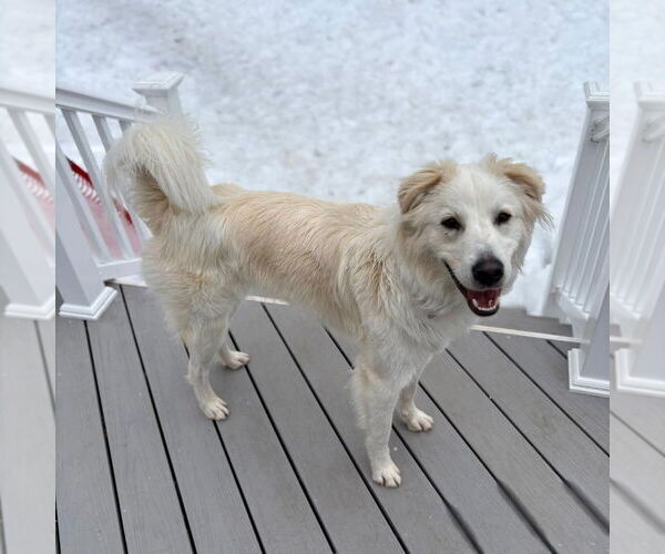 Medium Photo #5 Mutt Puppy For Sale in Canton, CT, USA