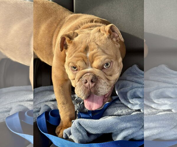 Medium Photo #1 Bulldog Puppy For Sale in Dumont, NJ, USA