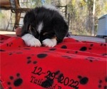 Small Photo #18 Miniature Australian Shepherd Puppy For Sale in MIDDLEBURG, FL, USA
