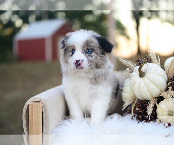 Medium Photo #6 Border Collie Puppy For Sale in CONWAY, MO, USA