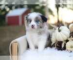 Miles - Male Border Collie Puppy for Sale - Photo #6