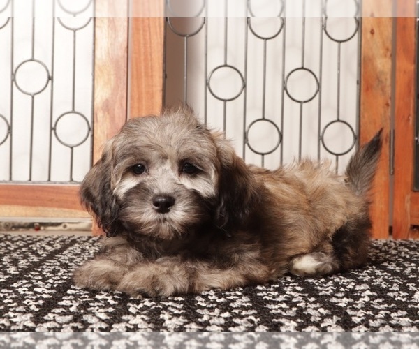 Medium Photo #3 ShihPoo Puppy For Sale in NAPLES, FL, USA