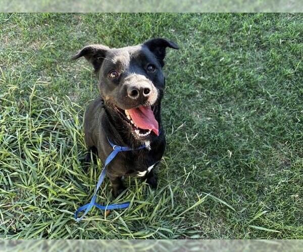 Medium Photo #1 Labrador Retriever-Unknown Mix Puppy For Sale in Grand Prairie, TX, USA