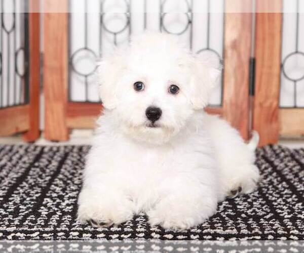 Medium Photo #3 Bichon Frise Puppy For Sale in NAPLES, FL, USA