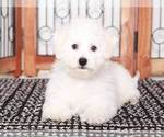 Small #2 Bichon Frise