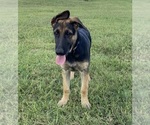 Small #2 German Shepherd Dog